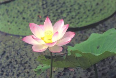 Lotusblume wächst aus dem Schlamm - Trude-Herr-Gesamtschule Köln-Mülheim - THG